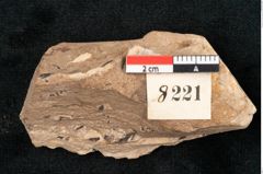 Foto (Detailansicht) von Callitris brongniartii Endl. (NHMW-GEO-2024-0188-8221)